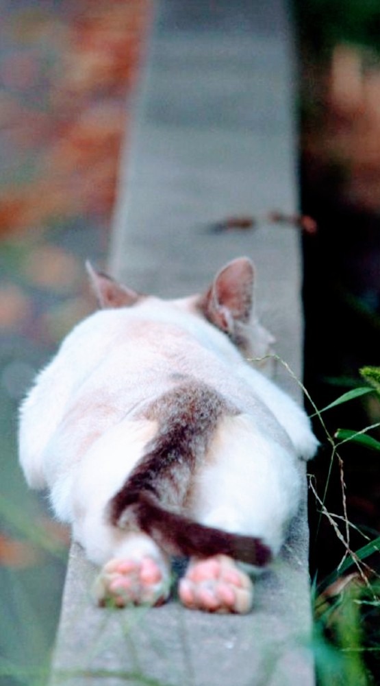 猫は細い所で寝るのがブーム