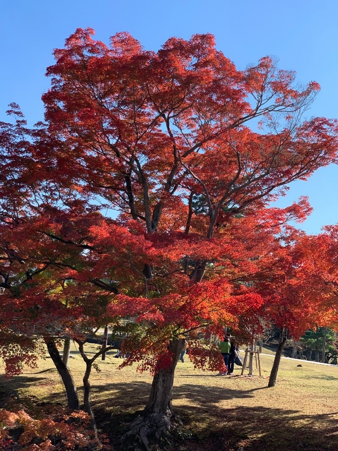 奈良　イロハもみじ