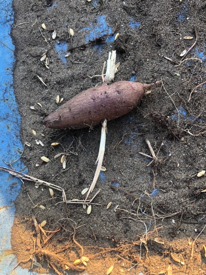 土中で刺された芋⁉︎