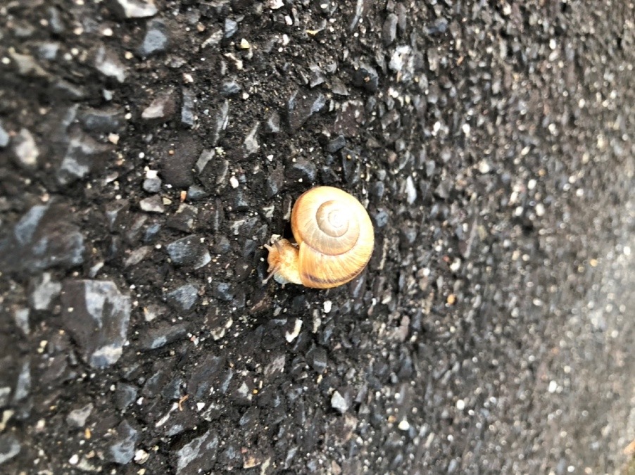 🐌道端に