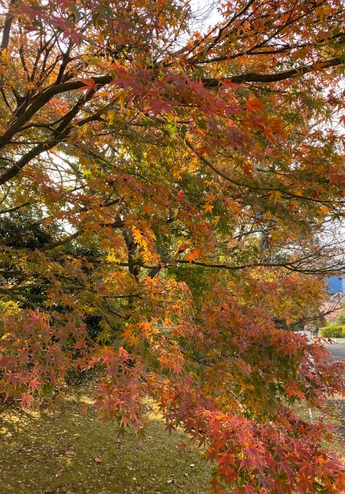 やっと紅葉❗️