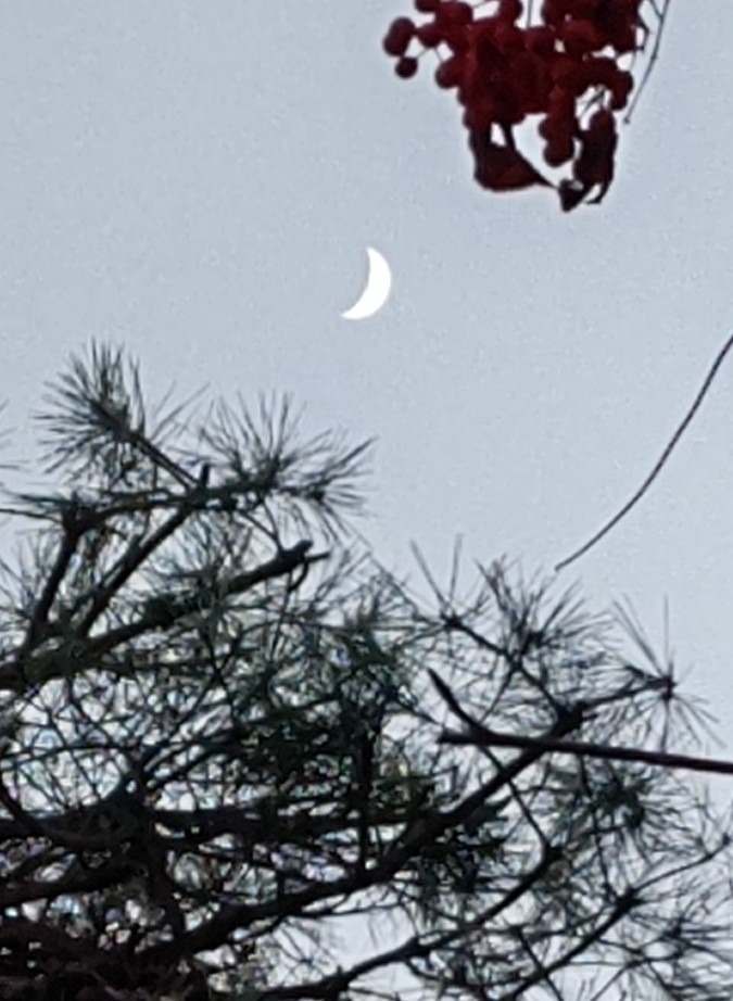 山形の夕べ 4時半の月🌙