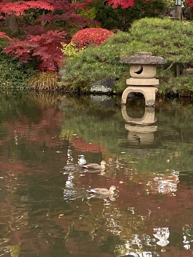 もみじ公園🍁🍁🍁