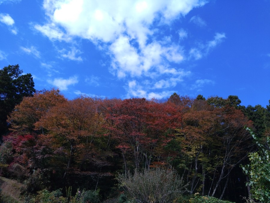 11/5朝空　9時