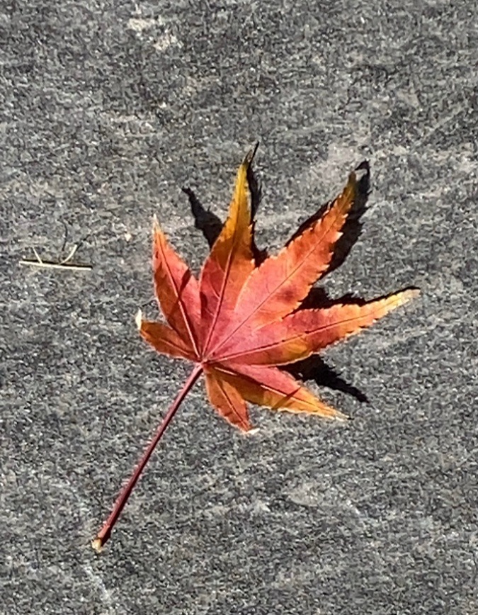 一葉の紅葉🍁