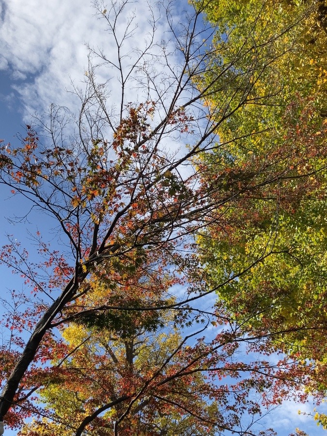 天祖神社の紅葉と銀杏