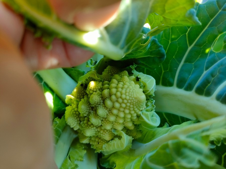 栄養満点野菜「ロマネスコ」