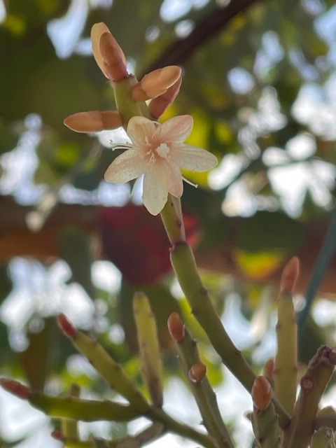 多肉植物　リプサリス