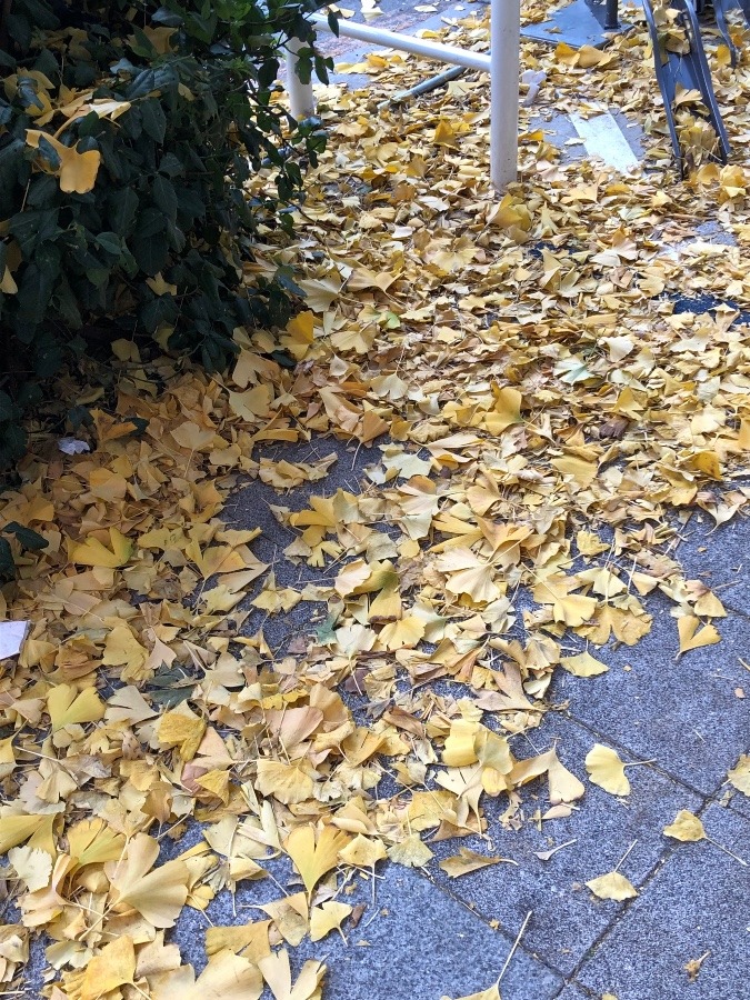 昨日の雨で