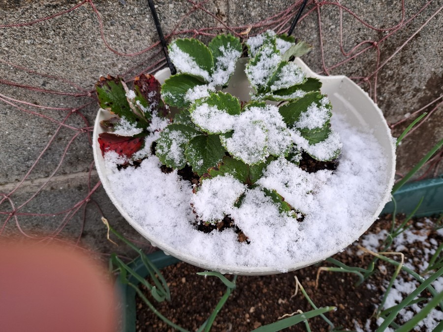 イチゴ🍓寒そうです