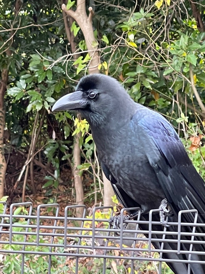 野生動物だよね！