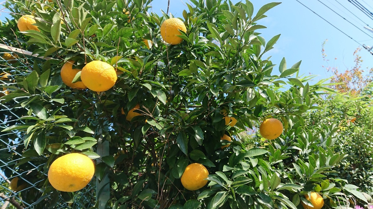 これは夏みかん⁉️