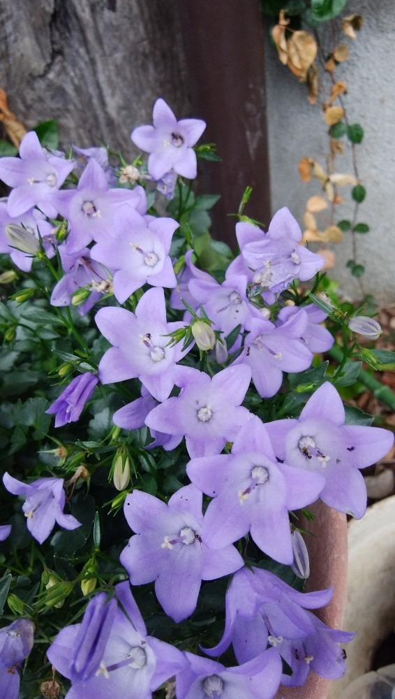 お花です。とても、おしゃれな、お花です！