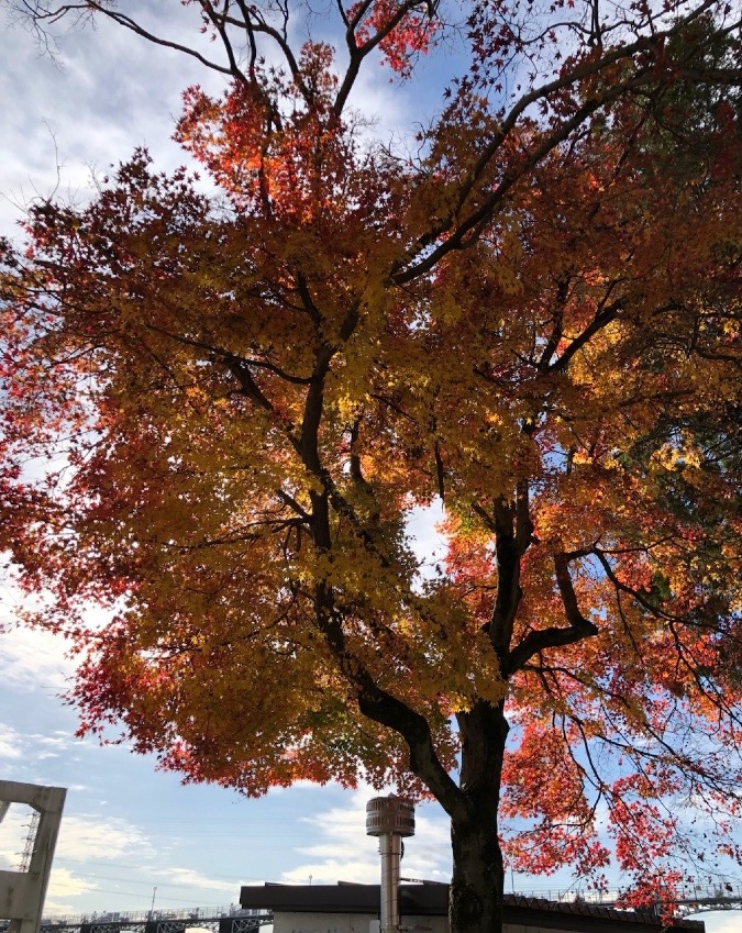 🍁水神様の