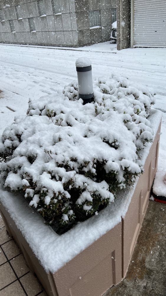 広島市に雪珍しい