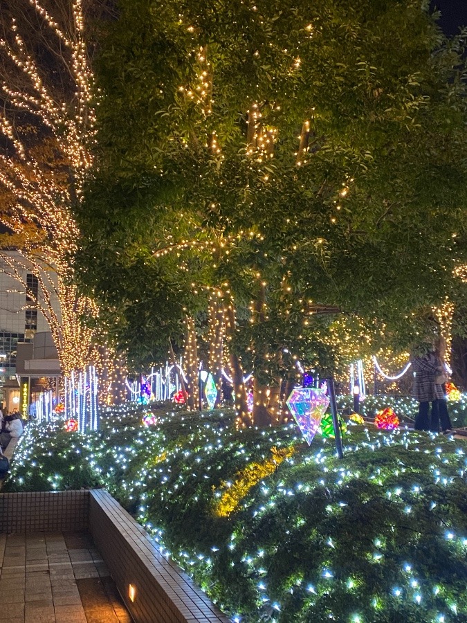 今年の新宿イルミネーション🎄