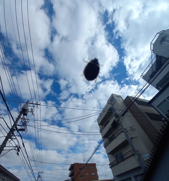 空を歩く巨大な◯◯