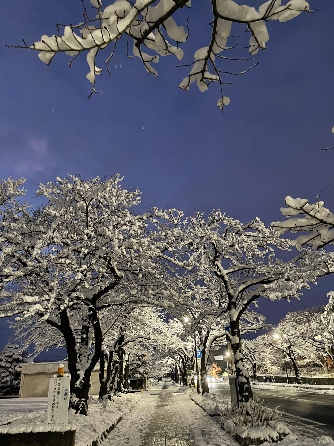 雪の桜並木  1