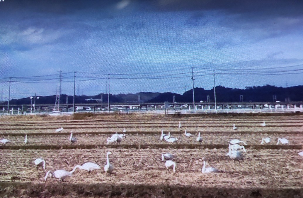 越冬する白鳥達の、食事中です。(2)