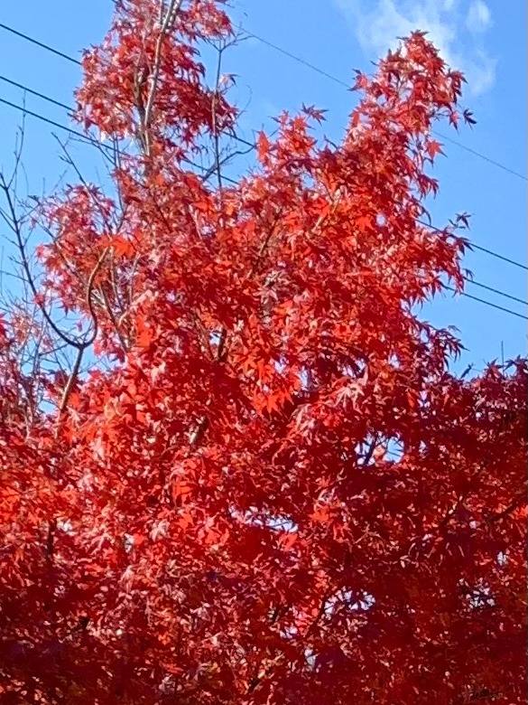 満開の桜🌸の様な紅葉🍁❣️