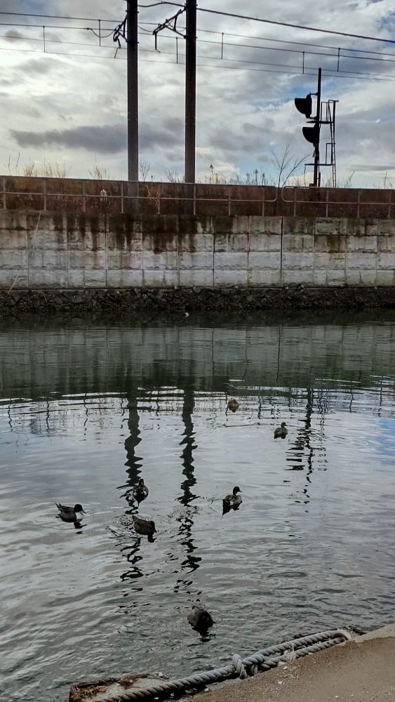 鳴瀬海岸の渡り鳥(2)