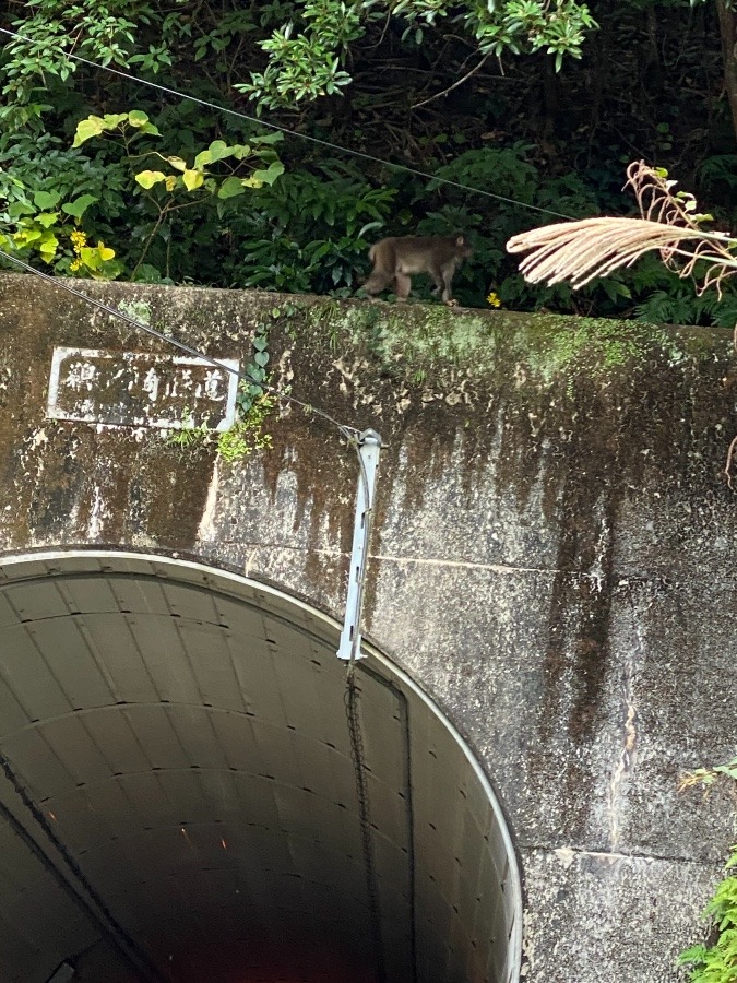 野生の猿‼️