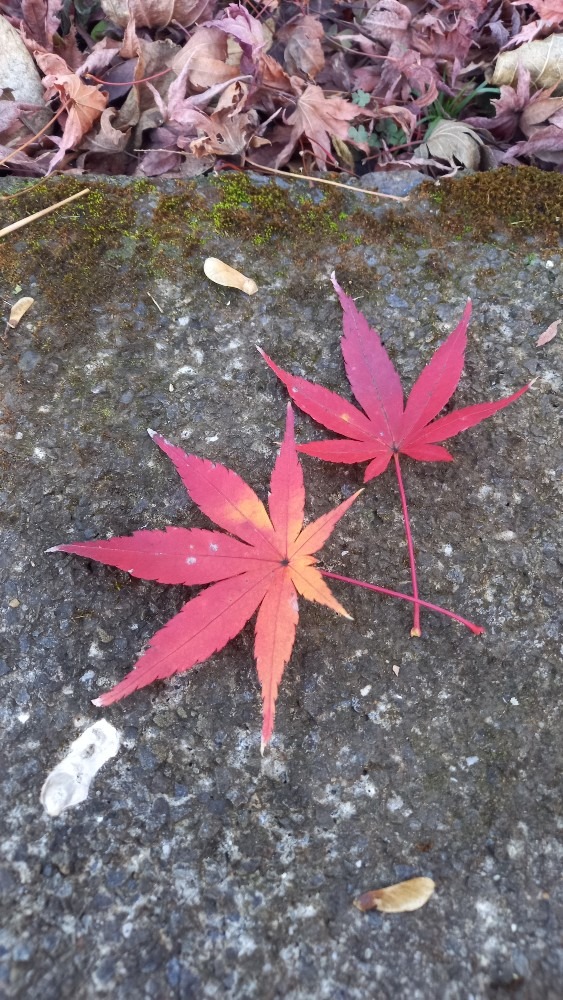 紅葉のツーショット