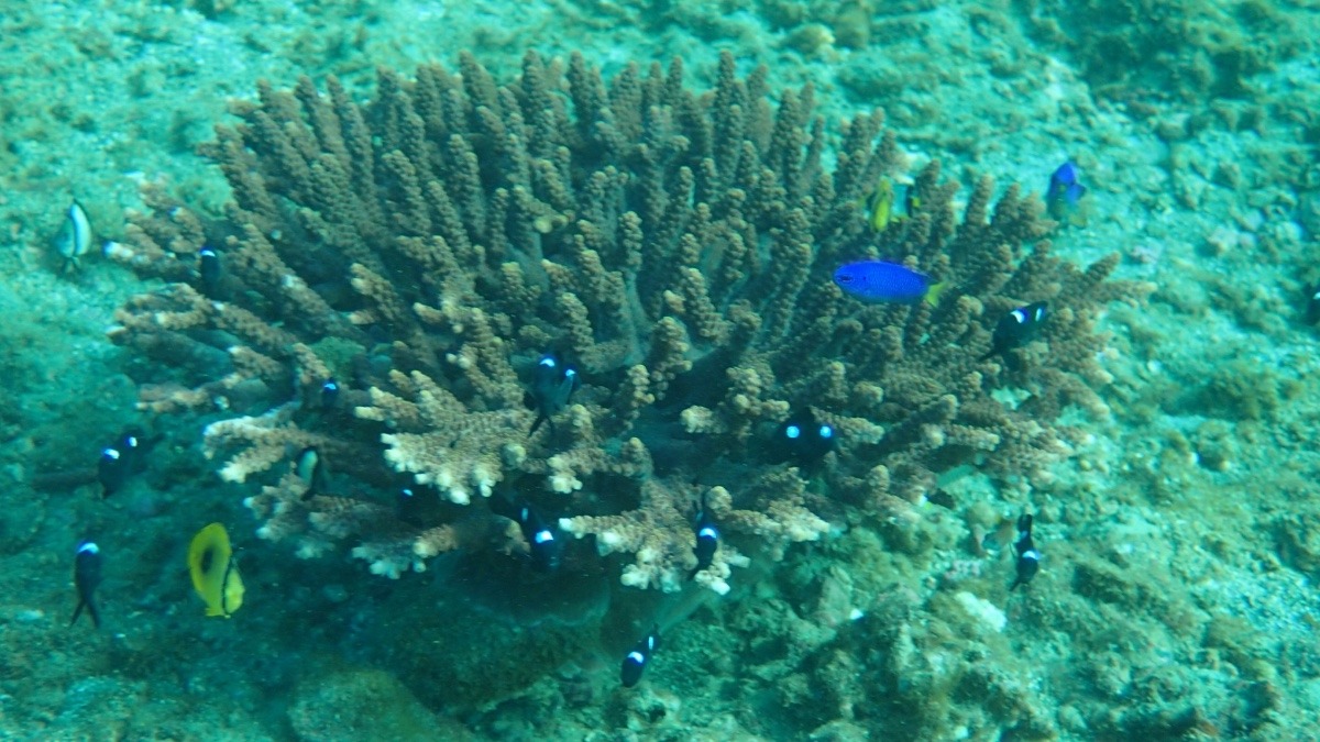 東京湾のサンゴ