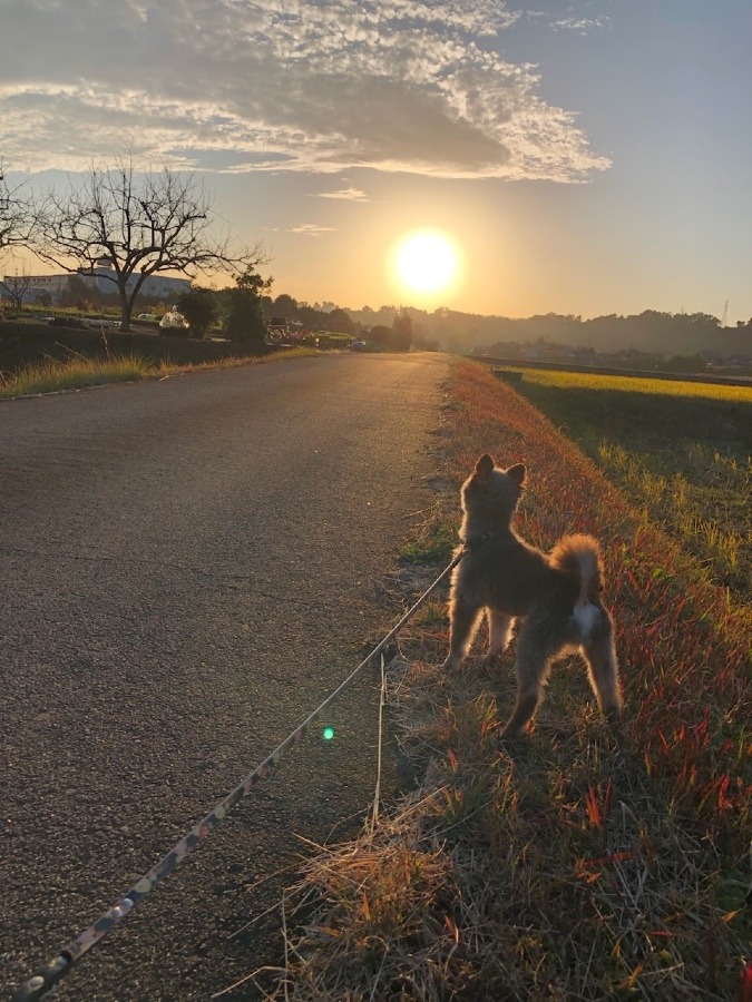 🌇🐕夕陽＆ワンコ