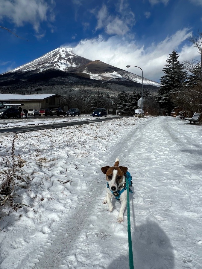 富士山雪とドビー君