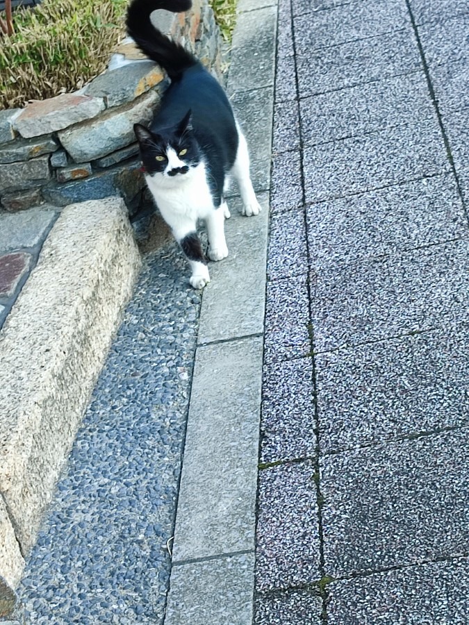 今日のにゃんこ🐱