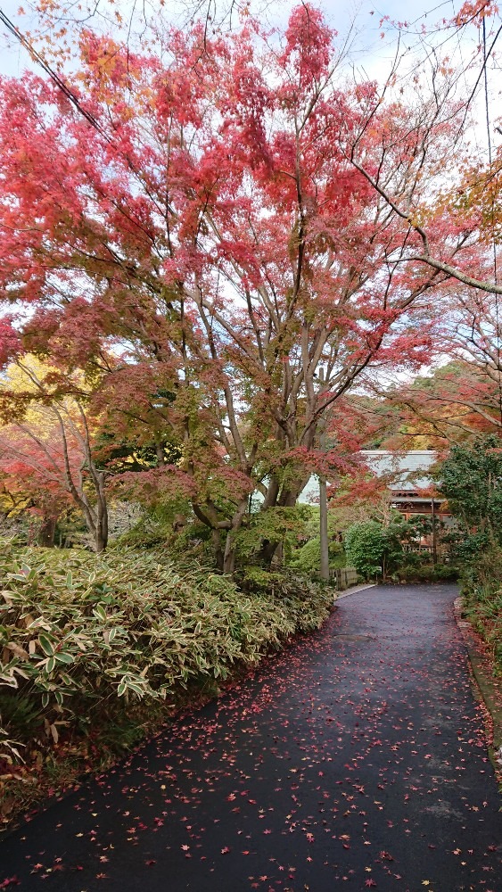 まだ紅葉が🍁