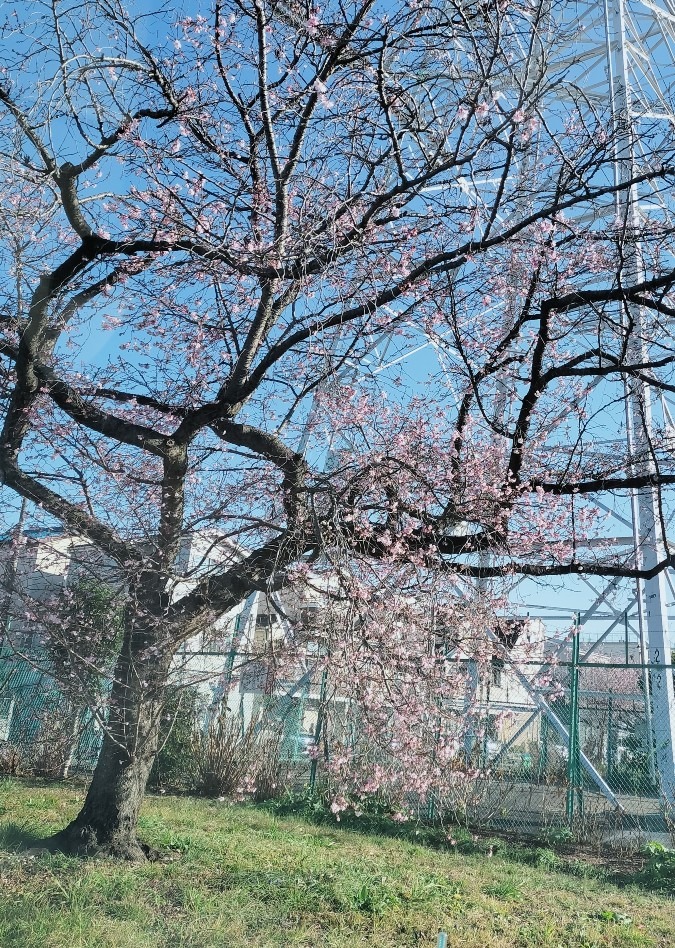 寒いのに桜咲く🌸