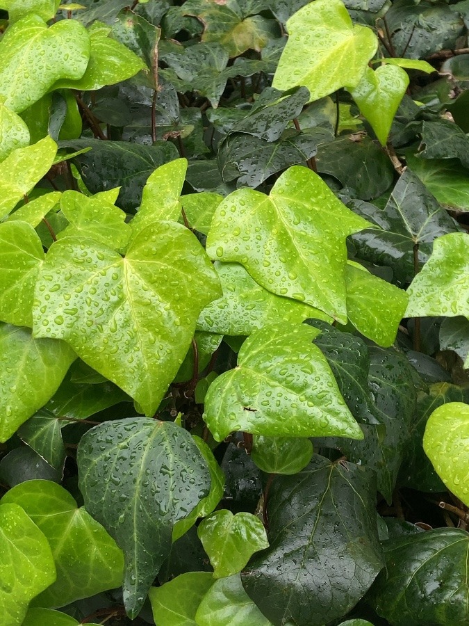 冷たい雨☂️