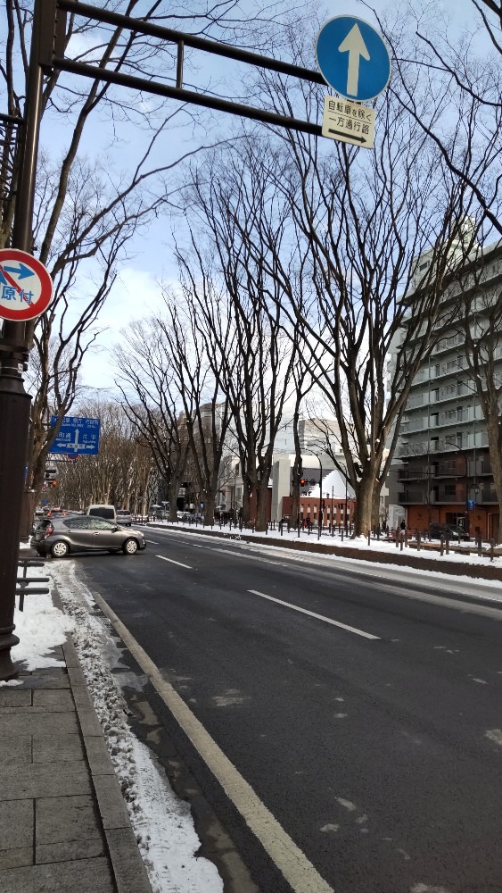 仙台の、緑がない街路樹です。