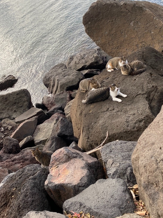 猫家族がごろごろしてました❣️