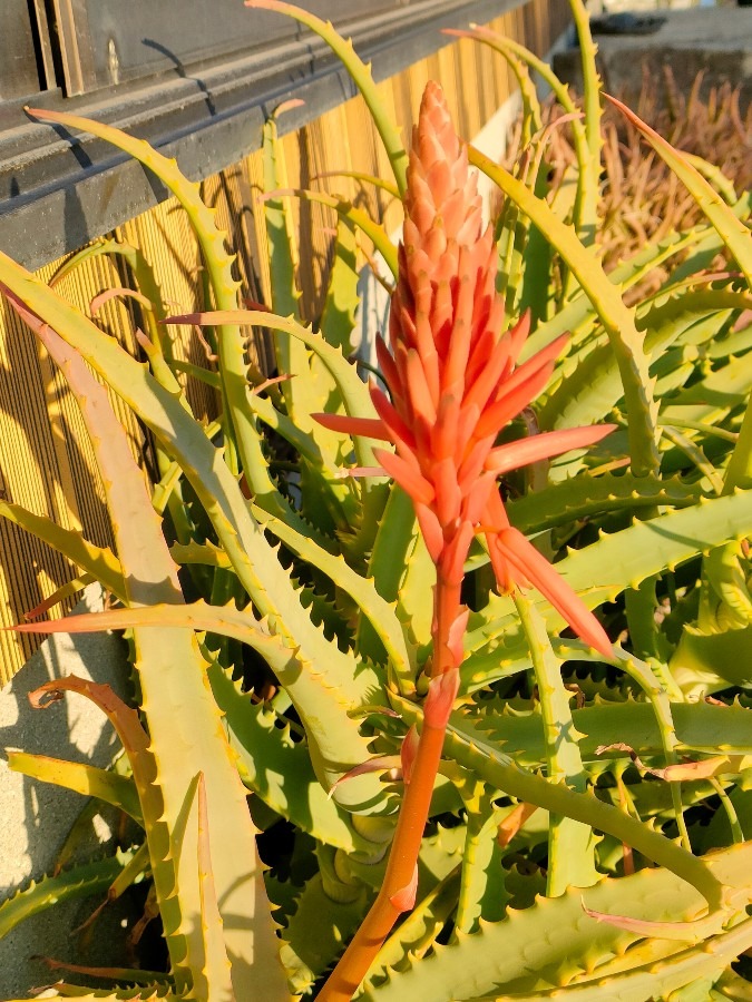 １月に咲くアロエの花