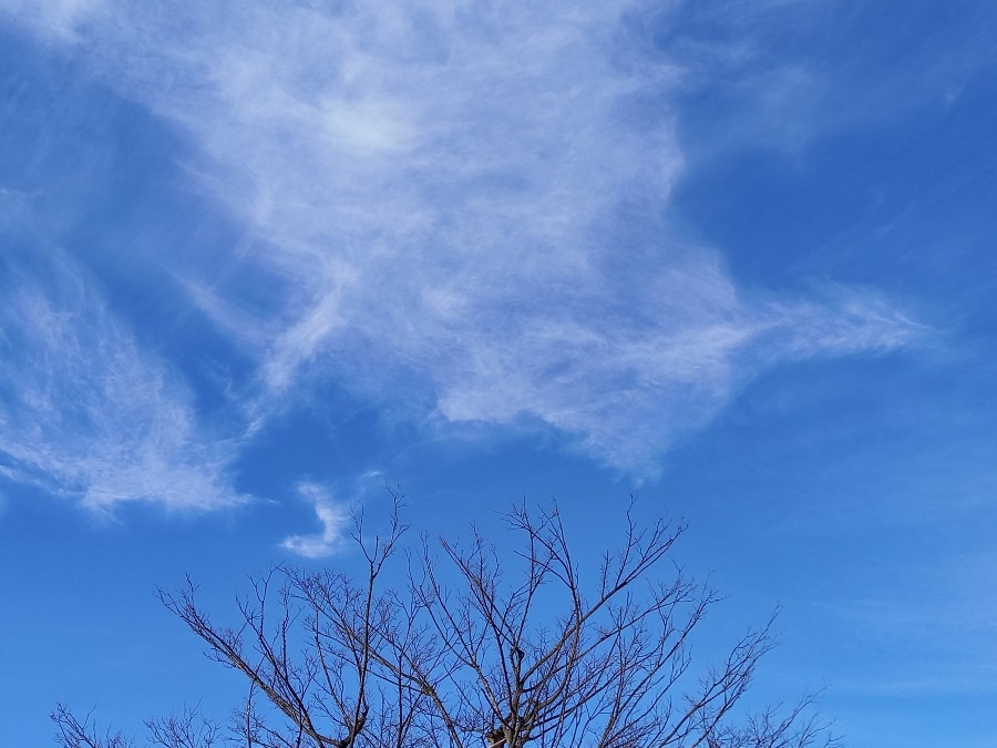 鳥の雲