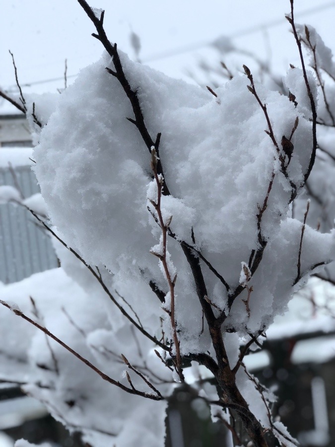 雪の風景