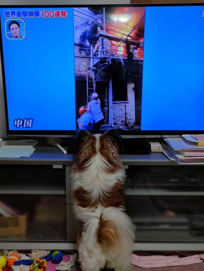 テレビに夢中なチョコ🐶