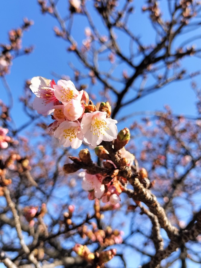 寒桜