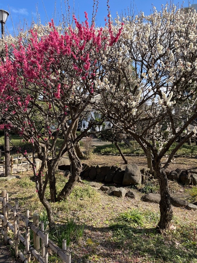 梅屋敷公園の梅の木