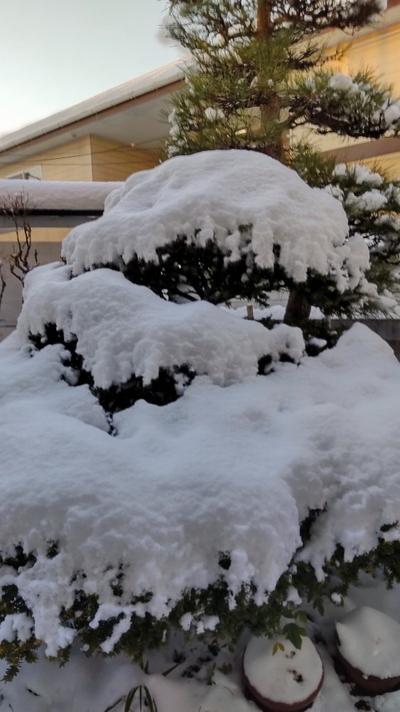 重い、雪の綿帽子❗️