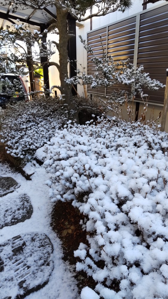 今朝の庭の雪