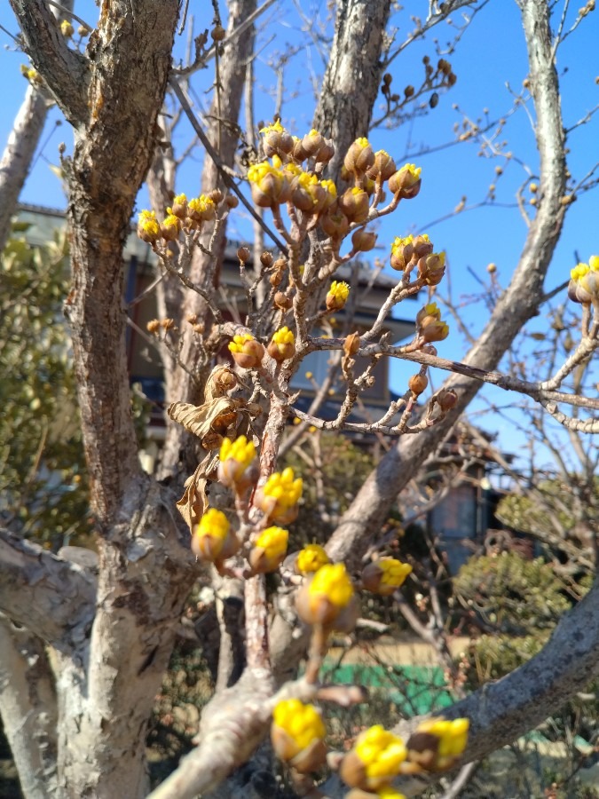 お花です！