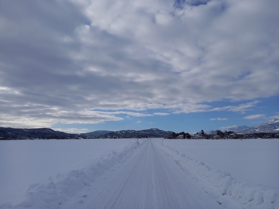 今朝の散歩道