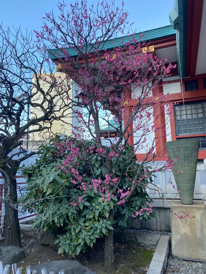 日枝神社の梅