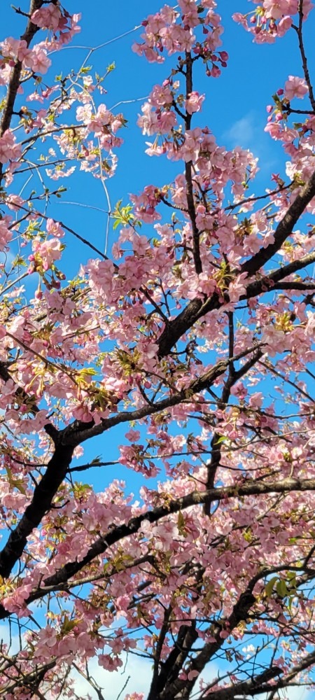 通勤途中の道路脇の桜が綺麗に咲き誇っていました