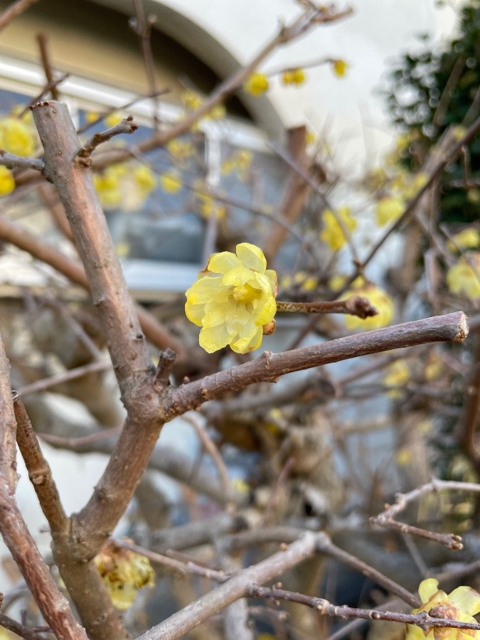 ぼけの花