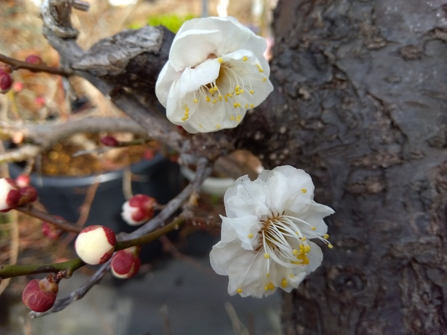 うちの梅の木　開花